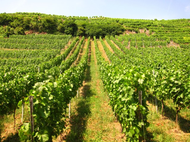 HIllside vineyard